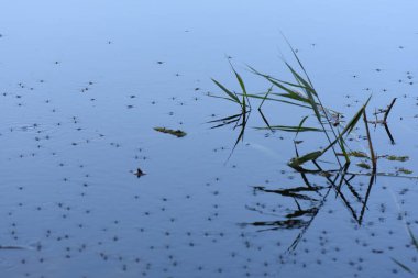 Suyun yüzeyindeki su yabanıl alanda sazlıkların yanında yürür. 
