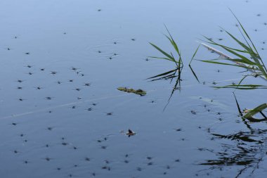 Suyun yüzeyindeki su yabanıl alanda sazlıkların yanında yürür. 