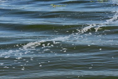 Nilüfer yaprakları, rüzgar dalgaları köpüğü oluşturduktan sonra nehir yüzeyinde yüzer.