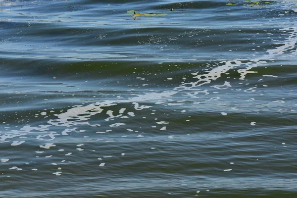 Nilüfer yaprakları, rüzgar dalgaları köpüğü oluşturduktan sonra nehir yüzeyinde yüzer.