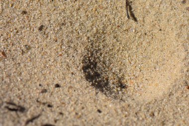 Kumda karınca böceği, kum dokusu arka planı. Makro çekim