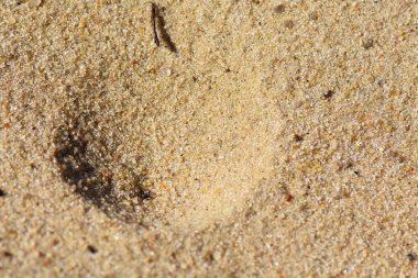 Kumda karınca böceği, kum dokusu arka planı. Makro çekim