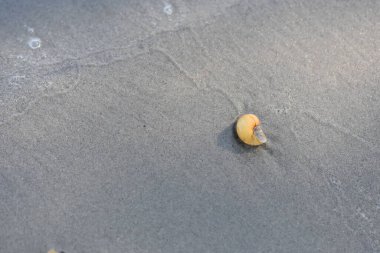 Sahilde deniz kabuğu, arka planda kum, yüzeysel alan derinliği