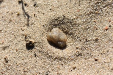 Yazın kumsalda, fotoğrafa yakın çekim.