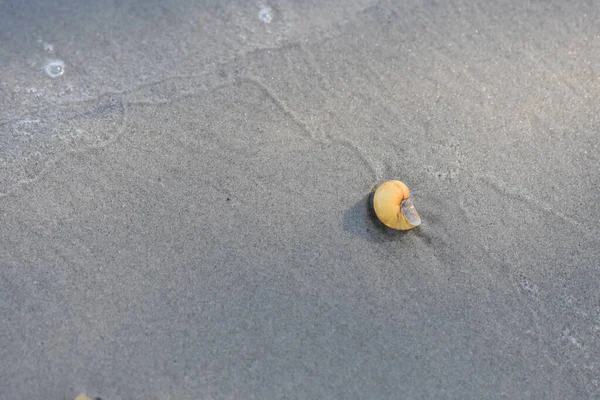 Sahilde deniz kabuğu, arka planda kum, yüzeysel alan derinliği