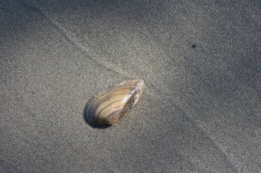 Sahilde deniz kabuğu, arka planda kum, yüzeysel alan derinliği