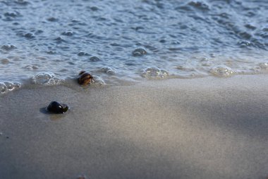 Sahilde deniz kabuğu, arka planda kum, yüzeysel alan derinliği