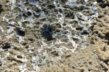 Kurumuş nehir köpüğü kumların üzerinde yatıyor.