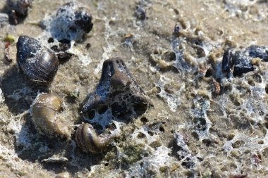 Kurumuş nehir köpüğü kumların üzerinde yatıyor.