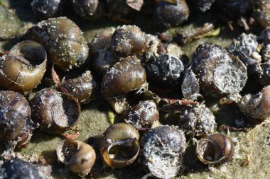 Kurumuş nehir köpüğü kumların üzerinde yatıyor.