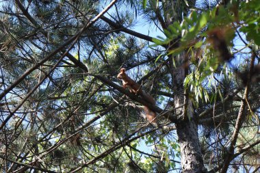 Ormanda bir çam ağacının dalında sincap.