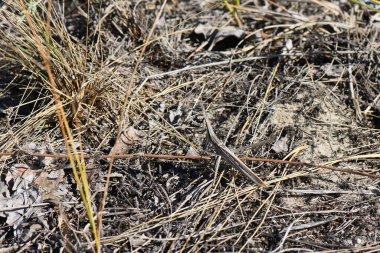 Bahar ormanında çekirge sopası yere yapışmış. Yakın plan.