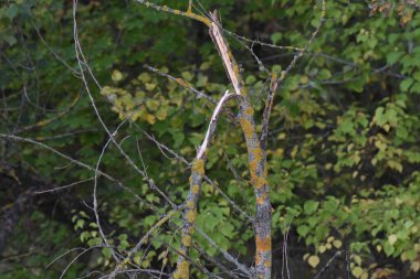 Akşamları ormandaki bir ağacın kabuğuna yakın çekim.