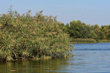 Ağaçlı nehir manzarası, arka planda sazlıklar ve mavi gökyüzü.