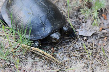 Kaplumbağa yerde, kafa ve vücuda yakın çekim.