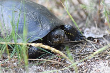 Kaplumbağa yerde, kafa ve vücuda yakın çekim.