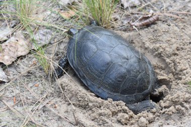 Kaplumbağa vahşi doğada yerde, fotoğrafa yakın.