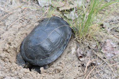 Kaplumbağa vahşi doğada yerde, fotoğrafa yakın.