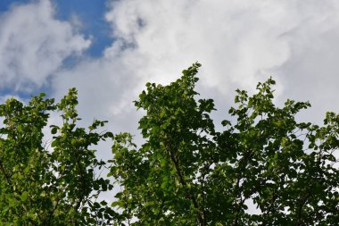 Beyaz bulutlu arka planda kayısı ağacı