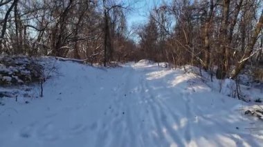 Ormanda geri geri yürürken Kış ağaçlarında Mavi gökyüzü arka planında kocakarılar