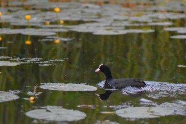Avrasya yaban ördeği, Fulica Atra, suda tek kuş.