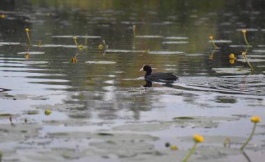 Avrasya yaban ördeği, Fulica Atra, suda tek kuş.