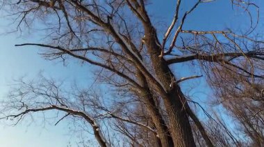 Güneşli bir kış gününde, mavi gökyüzüne karşı ağaçların tepeleri, çerçeve daire şeklinde hareket eder.