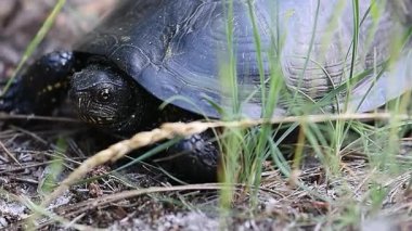 Kaplumbağa kafalı makro yaz günü çimenlerde film çekiyor, yumuşak odaklı.