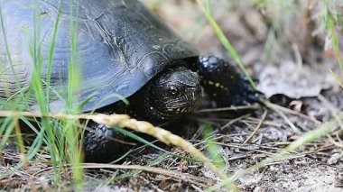 Kaplumbağa kafalı makro yaz günü çimenlerde film çekiyor, yumuşak odaklı.