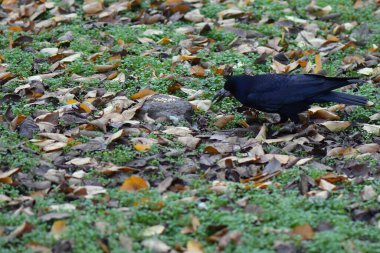 Sonbahar ormanında yaprakları dökülen kara karga.