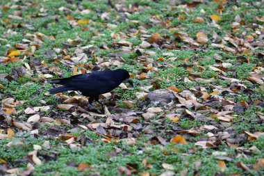 Sonbahar ormanında yaprakları dökülen kara karga.
