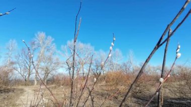 Yapraksız bir söğüt ağacı, mavi gökyüzüne karşı kabarık kedilerle çiçek açıyor.