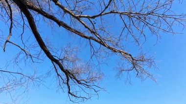 Kış güneşli bir günde, mavi gökyüzüne karşı ağaçlar, çerçevede dönüyor.