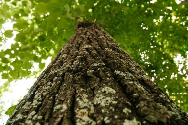 Küf ve yeşil renkli eski bir ağacın kabuğu