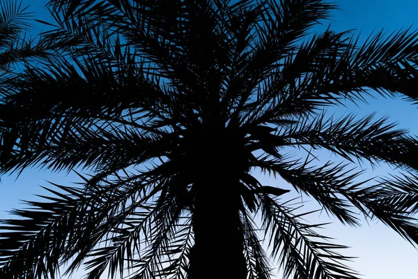 Silhouette Head Palm Tree Light Blue Sky Background — Stock Photo, Image