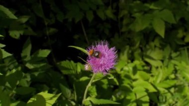 Küçük mor çiçekli yaban arısı ağır çekimde. Yabani arı tozlaşması. Bombus böceği doğal ortamda