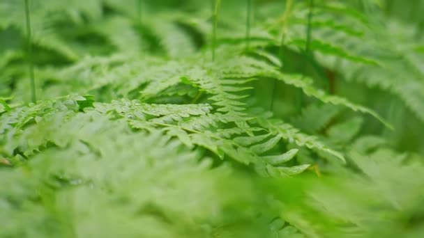 Fern levelek az esőben. A cseppek páfrányleveleken hevernek a zöld erdőben. Közelkép. Lassú mozgás. — Stock videók