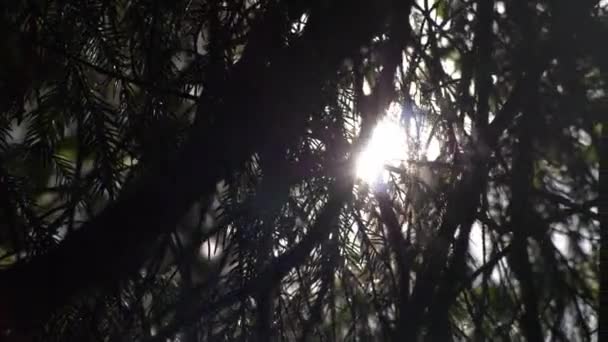 Krásná příroda, Podzimní lesy, Slunce mezi větvemi, Paprsky a záře slunce, Modrá obloha za jasného dne — Stock video