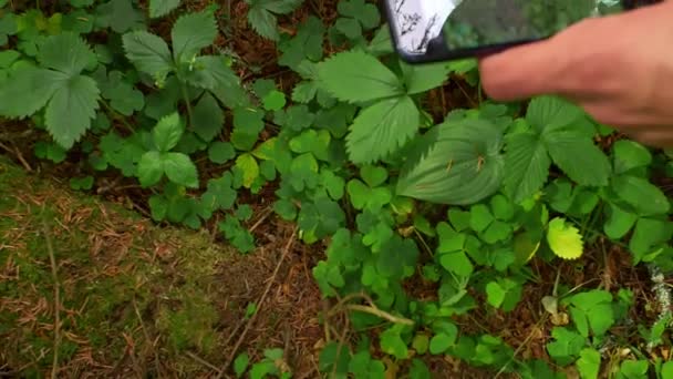 Hombre tomando fotos en el teléfono de la planta. Acción. Primer plano del hombre tomando fotos de la planta en el teléfono en otoño. Tiro arbusto verde en su teléfono — Vídeos de Stock