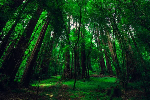 Monumento Nacional Muir Woods Colección Árboles Bosque Verde Con Espacio — Foto de Stock