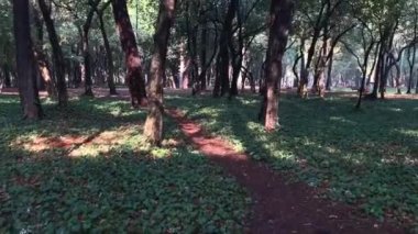 Ormanda güzel bir güneş ışığı var. Güneş ışınları ağaçların yeşil dallarından çıkar. Sabah şehir ormanları