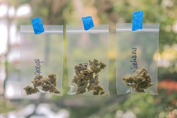 Pabrik Cannabis Siap Untuk Merokok Indah Bud Ganja Cbd Thc — Stok Foto