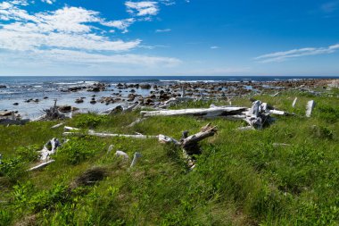 Okyanus kıyısı boyunca uzanan Driftwood - Sahil Yolu, Gros Morne, Newfoundland, Kanada
