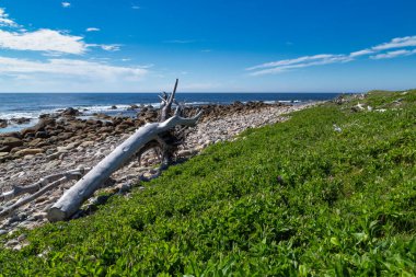 Okyanus kıyısındaki kumsal Gros Morne, Newfoundland, Kanada