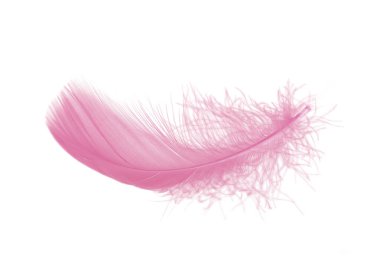 Açık pembe tüy beyaz arkaplanda izole edildi.