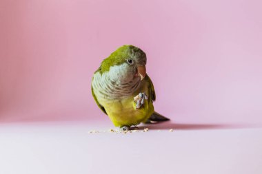 Papağan keşiş pençesinde yemek tutar ve pembe arka planda yer..