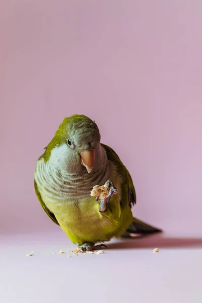 Groene Papegaai Monnik Houdt Voedsel Zijn Poot Eet Een Roze — Stockfoto