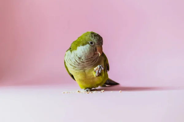 Monje Loro Sostiene Comida Pata Come Sobre Fondo Rosa — Foto de Stock