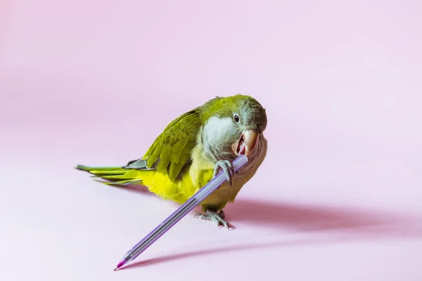 Monje Loro Juguetón Juega Con Una Pluma Sobre Fondo Rosa — Foto de Stock