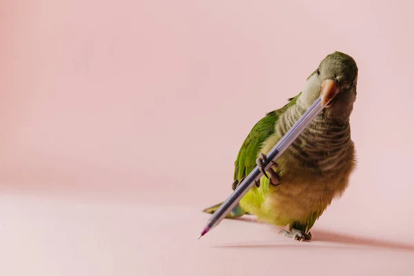 Speelse Groene Papegaai Speelt Met Een Pen Een Roze Achtergrond — Stockfoto